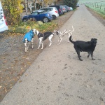 Scooby-Doo, Lotta, Luna und der Hofhund